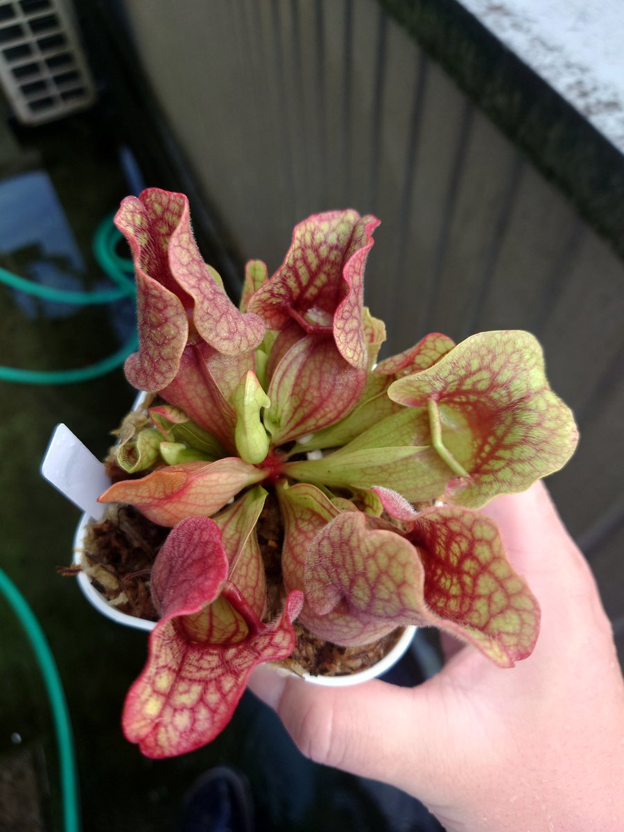 食虫植物太郎 (@syokutyusyokbu) on Twitter photo まん丸プルプレア まん丸プルプレア