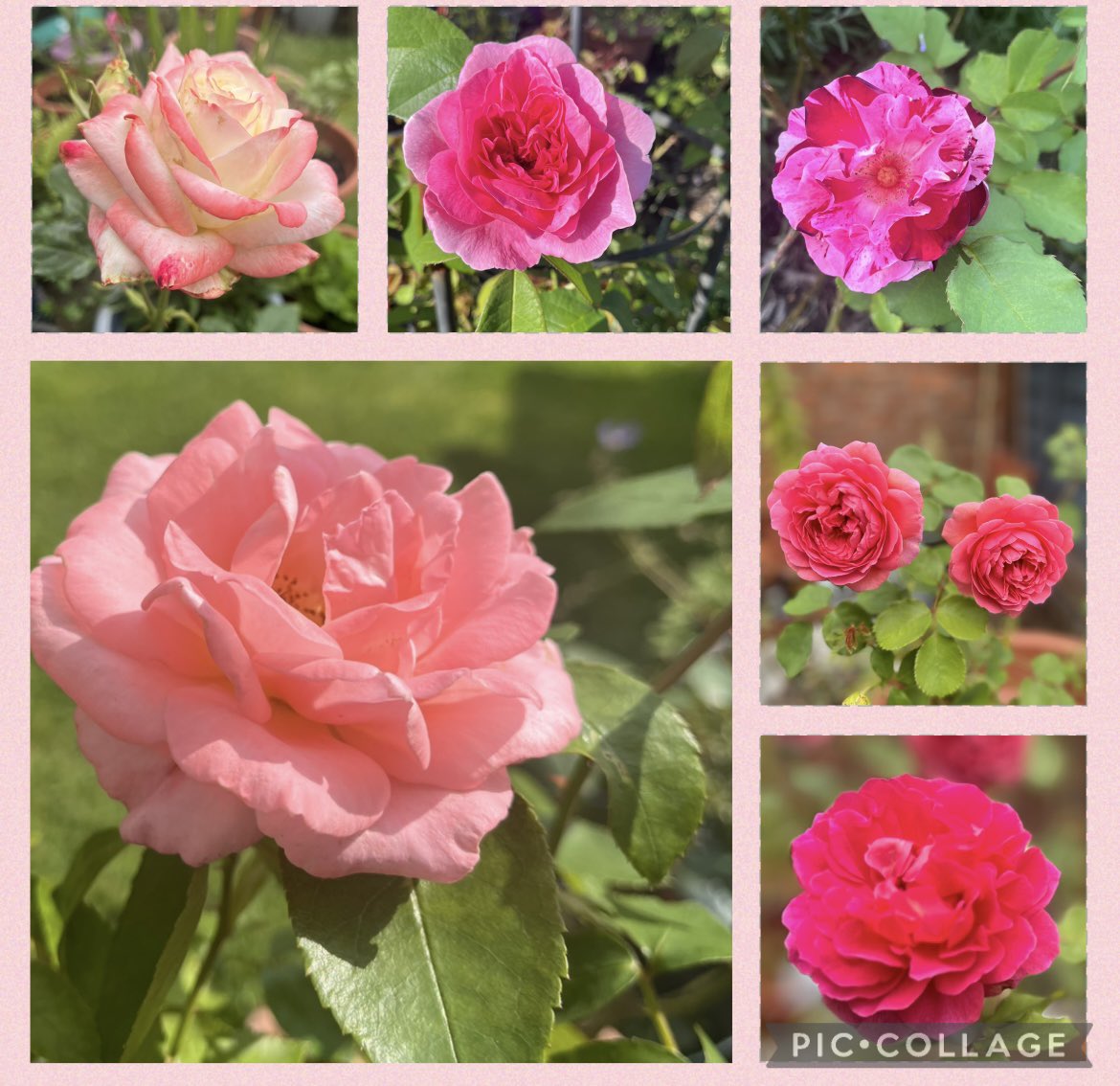 For #sixonsaturday it’s all about the roses 🌹. The rain has been welcome overnight and the roses look totally refreshed. Have a lovely weekend everyone. #GardeningX #Flowers #Roses