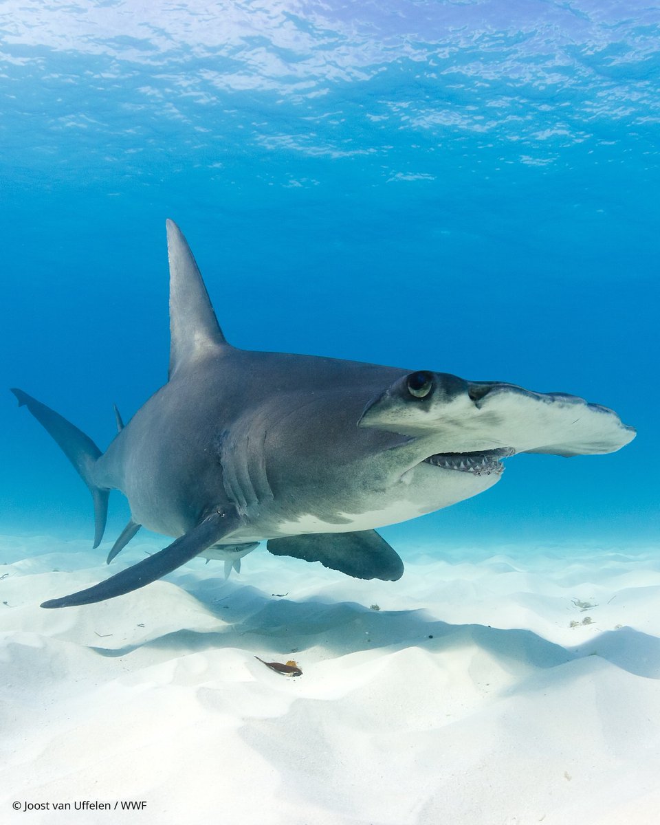 WWF_LAC's tweet image. ¿Te parece intimidante? 🥶🦈 ... Porque en realidad la naturaleza lo ve muy encantador 💙.
🦈 Los tiburones juegan un papel clave en mantener saludables los ecosistemas marinos. Regulan poblaciones de varias especies, protegen las praderas marinas y ayudan a almacenar carbono.…