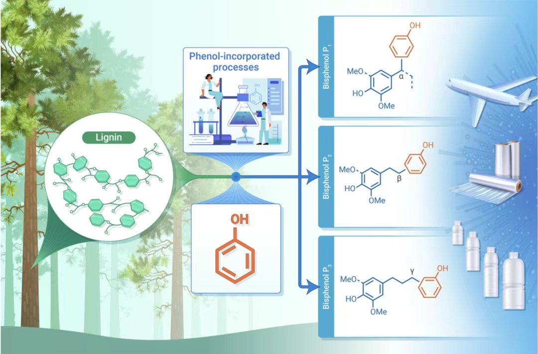 InnovSci's tweet image. 🌿 The Innovation | Turning lignin into green bisphenols! A new Cγ-condensation mechanism enables selective synthesis of bio-based bisphenols (P1–P3) from lignin, offering safer, renewable alternatives to toxic BPA. sciencedirect.com/science/articl…
#Biomass #Lignin #TIC2025