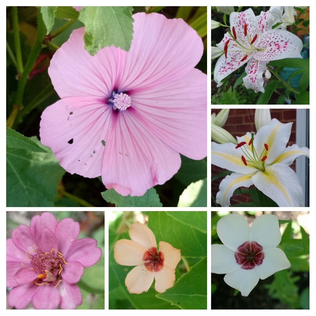 BuffbayB's tweet image. Here's a cool pallette for #sixonsaturday all from my garden. we have rain, Hallelujah! Hopefully it will be enough for our very thirsty ground. Need to stop by 2 as am leading a walk. Wishing you all a blessed wkend & whatever you do be careful out there.🌞