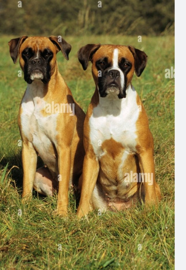 France61224153's tweet image. Quels beaux chiens !
Comment s'appellent-t-ils ?
- Calvin et Klein
Mais c'est une marque de slips ?
- oui ce sont des boxers !!