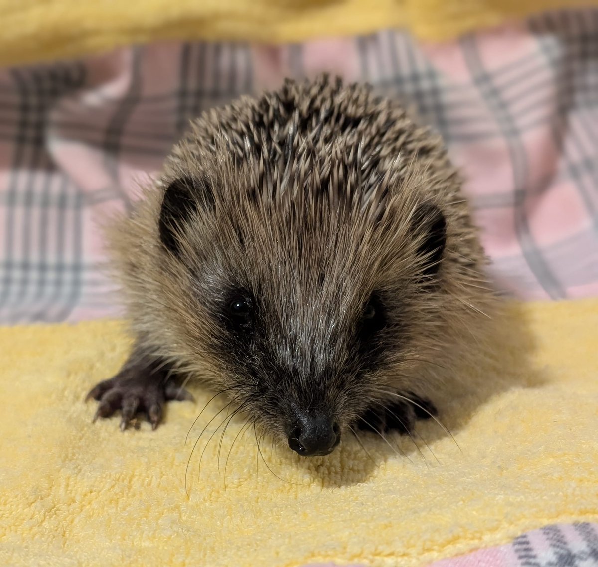 CaerphillyHog's tweet photo. Abbi came to us on 5/7, 112g.  She was found out in the day, sadly mum had passed away.  She was approx 4 weeks old.  Abbi is eating well, enjoying wet and dry food supplemented with some specialist formula. She's now over 200g.
#hedgehog #WildlifeConservation #abbi #Rescue https://t.co/4Kt0vmRuL3