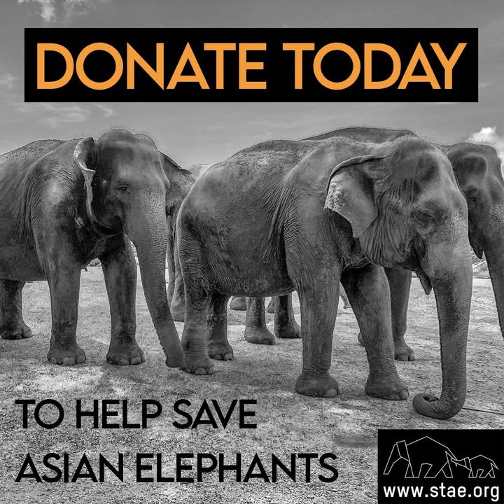 stae_elephants's tweet image. Please support STAE’s work as we fight daily to implement the Animals (Low-Welfare Activities Abroad) Act. Donations are greatly needed and hugely appreciated at this crucial time in our work. stae.org/donate/