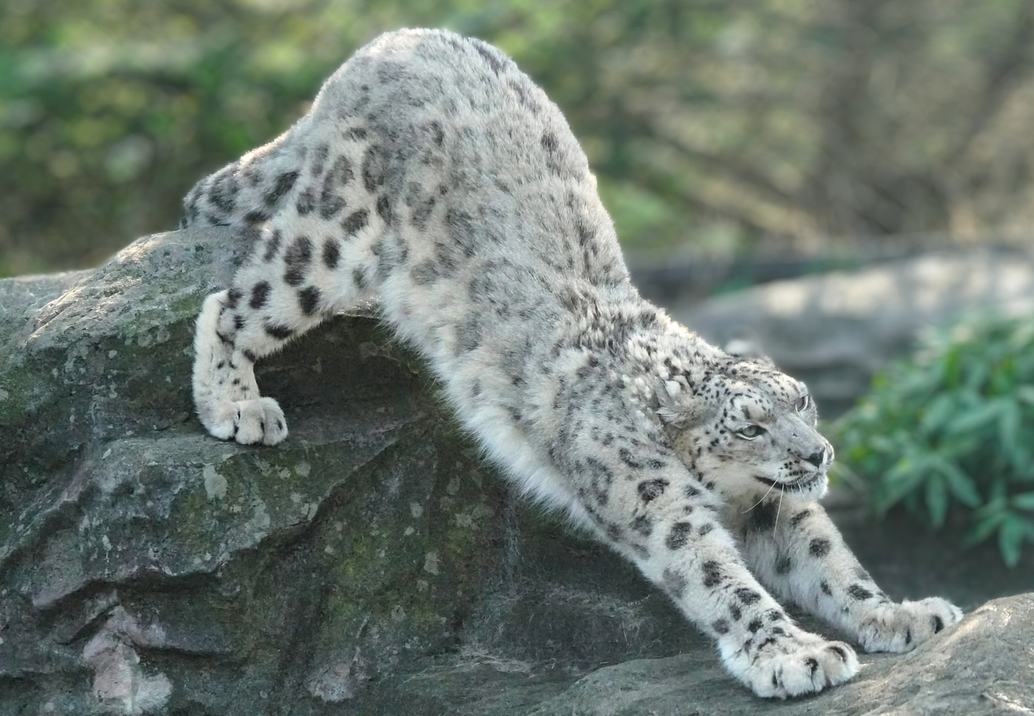 big cats lover (@bigcatslover17) / X