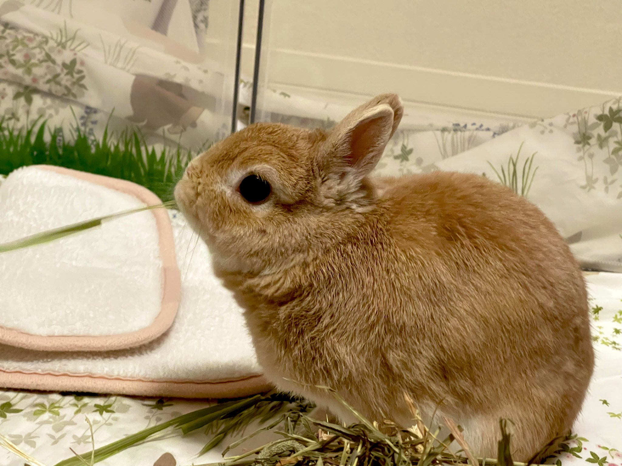 うさぎのつばきちゃん🐰🎀 on X: 