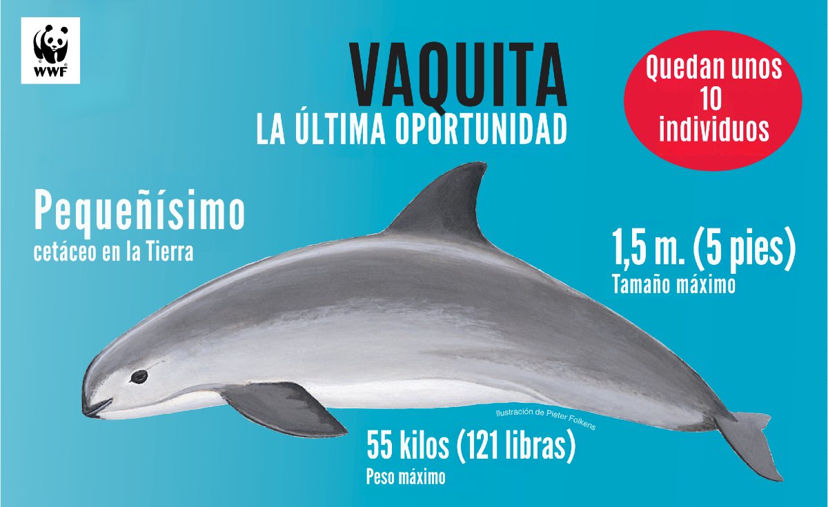 WWFespana's tweet image. 🐬🌊 Esta semana se la dedicamos a la #vaquita marina
Es el cetáceo más amenazado del planeta y solo vive en el norte del Golfo de California
➡️ Quedan menos de 10 individuos
➡️ Mueren en capturas incidentales de pesca
➡️ Amenazados por el comercio ilegal