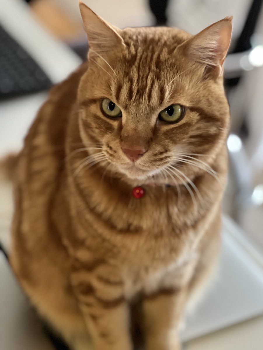 選挙か〰️ふむふむ🤔               by🐯