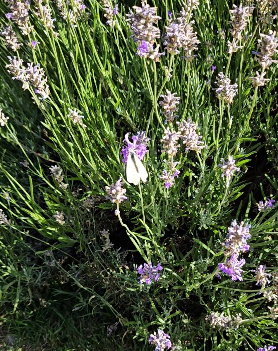 bng2617's tweet image. Si la vie ,par moments , puisse รชtre lรฉgรจretรฉ comme les battements dโailes d'un papillon ๐ฟ ๐ฆ ๐๐ฆ ๐ฟ
๐ธ