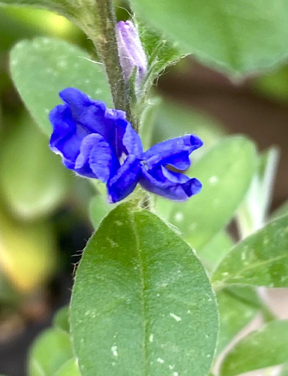 homoremore's tweet image. こんにちは。