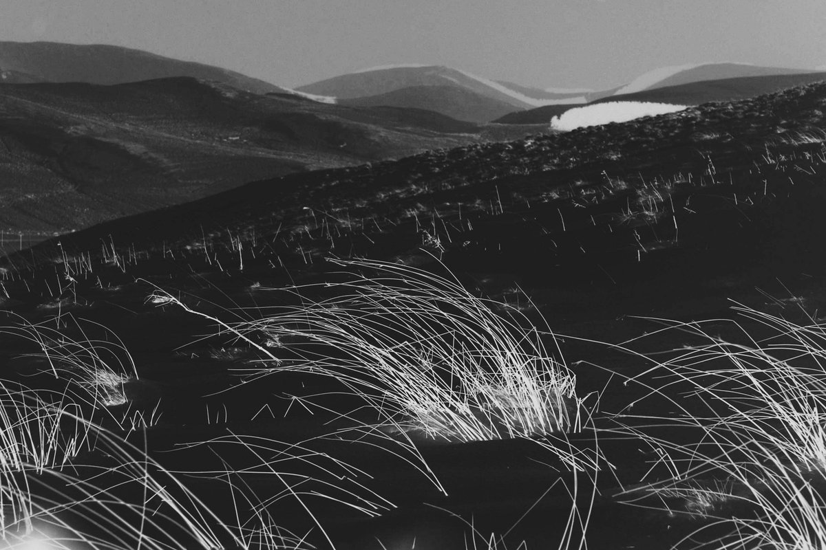 solidbond's tweet image. #Gallery365SaturdayMono
@Gallery365photo
#Gallery365in2025 #Gallery365in2025JulyBrandt
This is a cheat - I just inverted the B&W colours on what was a snowy scene.
