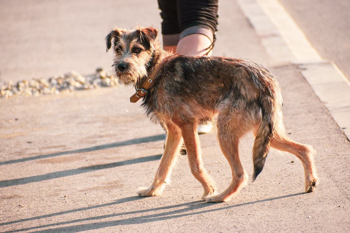 Dragica92's tweet image. ❤️🐕👀

#dog #kuca

- Dragica Basarić photography.