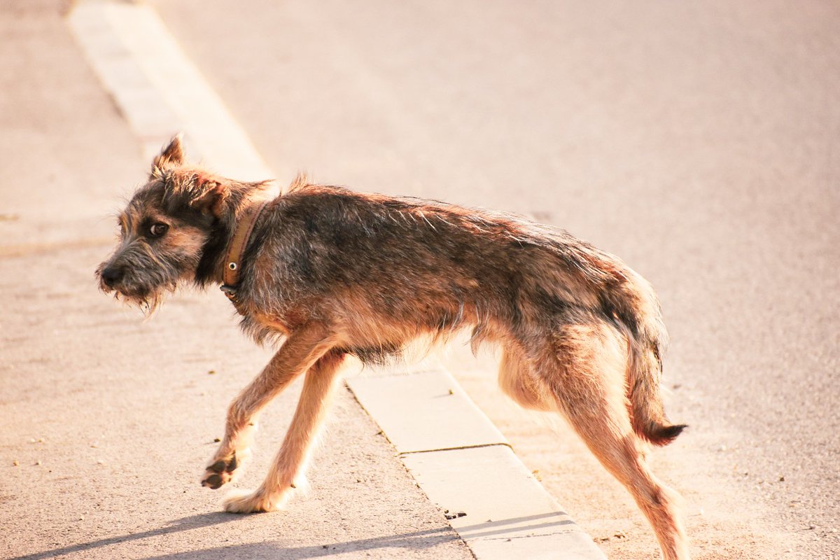Dragica92's tweet image. ❤️🐕👀

#dog #kuca

- Dragica Basarić photography.