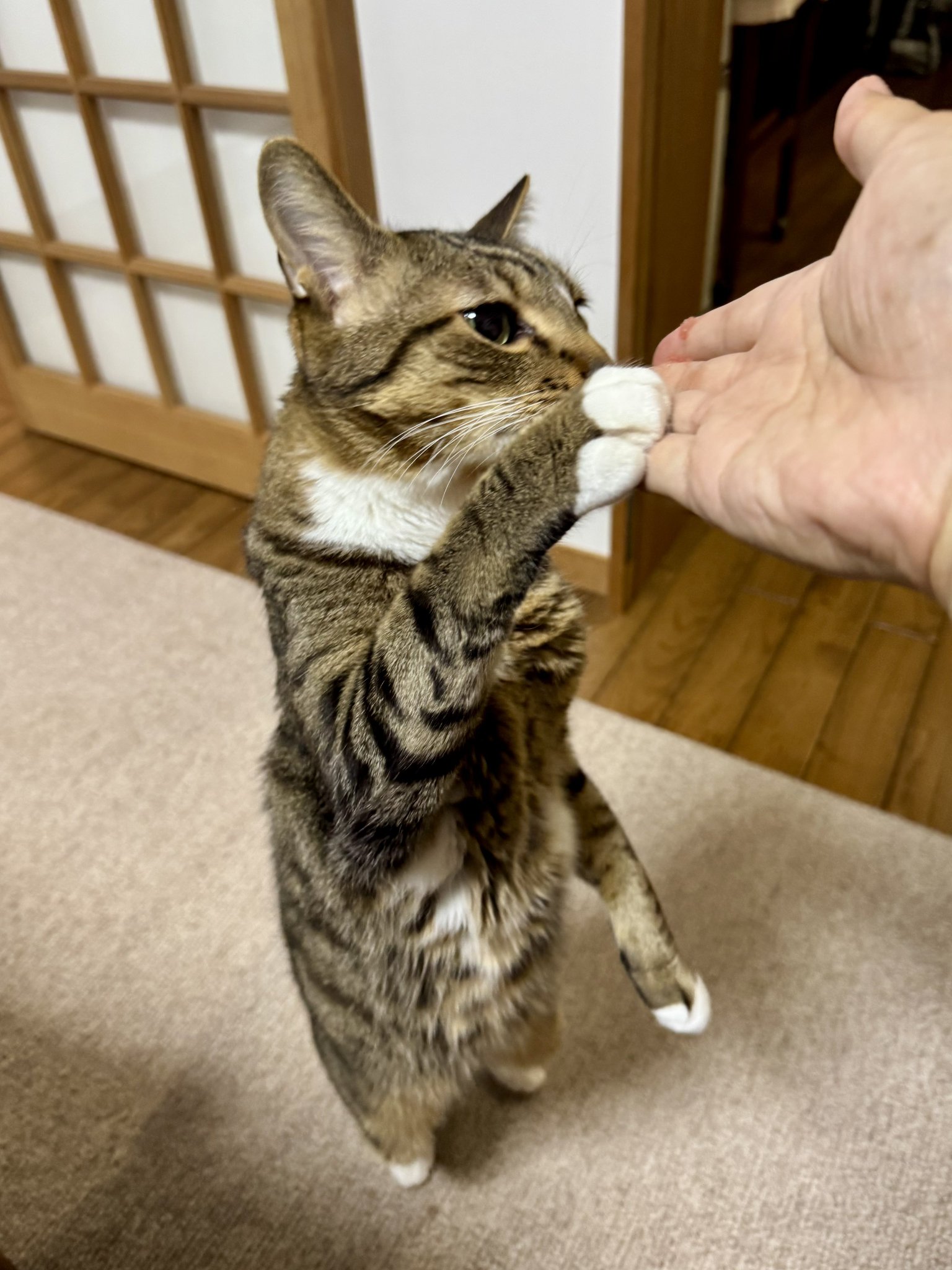 ねこ 猫壱 おちつくネット 筒型 1個 - アスクル