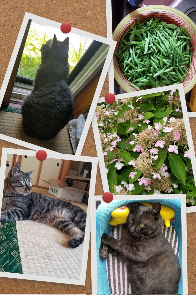 こんばんは😃🌃なかなか良い写真だと思います＼(^-^)／今年も野菜採れますようにm(__)m