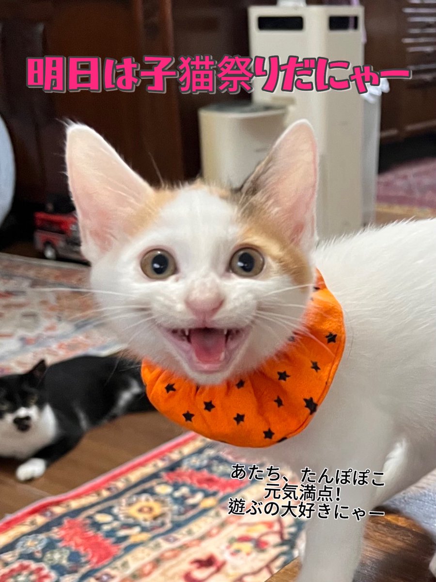 Wakuneco. わくねこ羊毛フェルト (@waku_neco) / Posts / X