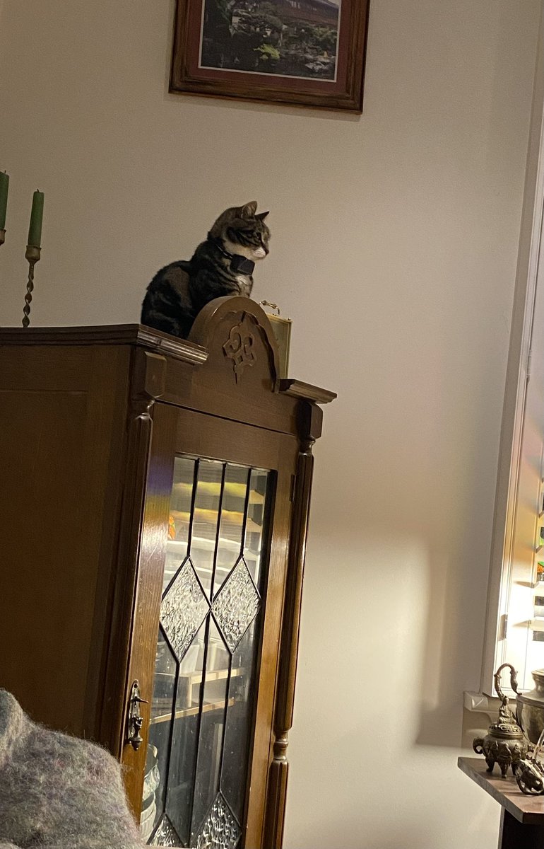 GetsPuppy's tweet image. Surveying my territory #RosieTheCat #Caturday