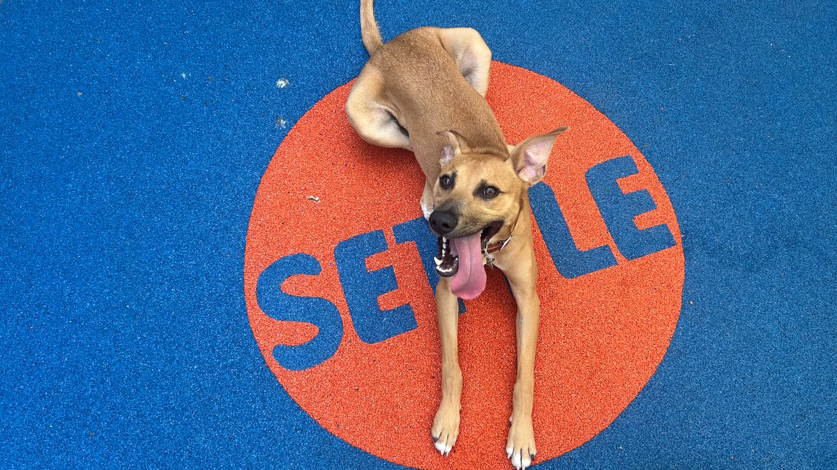 Battersea_'s tweet image. Want to snap the perfect photo of your dog? 📸
🐾 Let them sniff the camera gear first
🐾 Slowly introduce camera sounds/flashes, rewarding calm reactions
🐾 Use ‘watch me’ & ‘stay’ to help them pose
🐾 Never force it—happy dogs = best photos!
Share your pics below! 💙