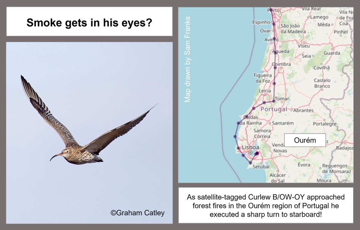 GrahamFAppleton's tweet image. Smoke gets in his eyes?
Curlew story from 19 July 2022. wadertales.wordpress.com/2022/07/19/a-n…
#ornithology