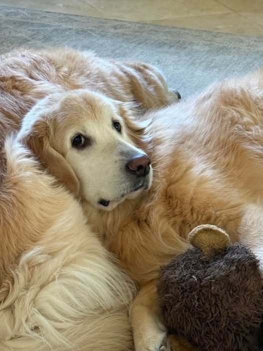 Areana Levann tweet media