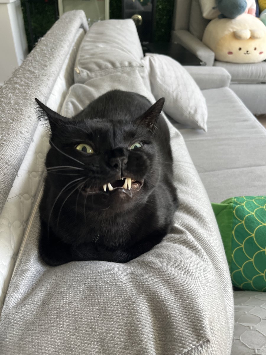 Derivakat's tweet image. it’s cosmo’s birthday!! leave him a birthday message and i’ll read it to him at the end of the day :)
