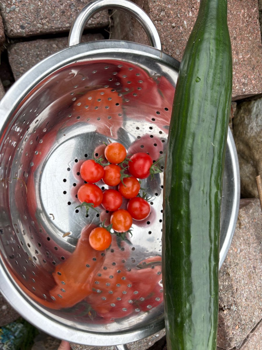 JonnyBlackwell's tweet image. Lots of fun picking these with the kids this morning!
#GardeningX