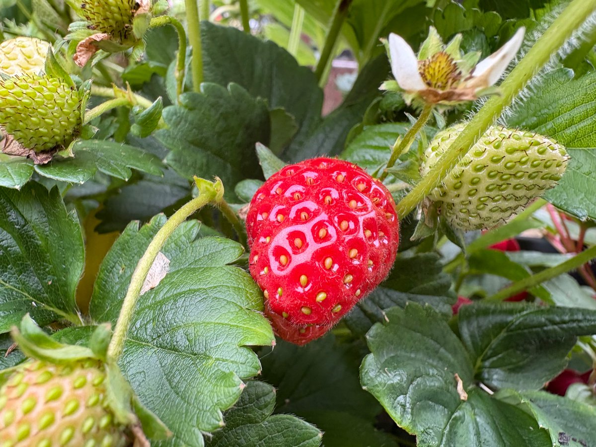 JonnyBlackwell's tweet image. Lots of fun picking these with the kids this morning!
#GardeningX