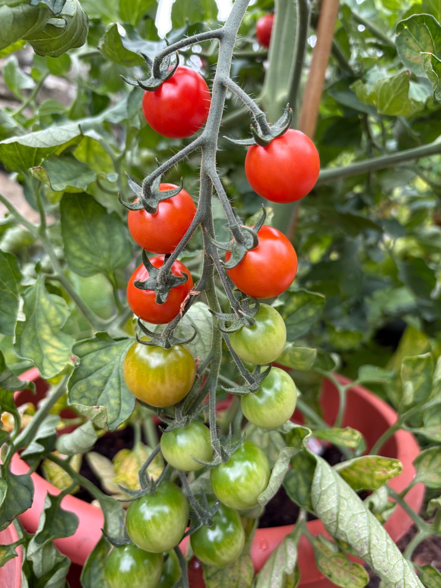JonnyBlackwell's tweet image. Lots of fun picking these with the kids this morning!
#GardeningX
