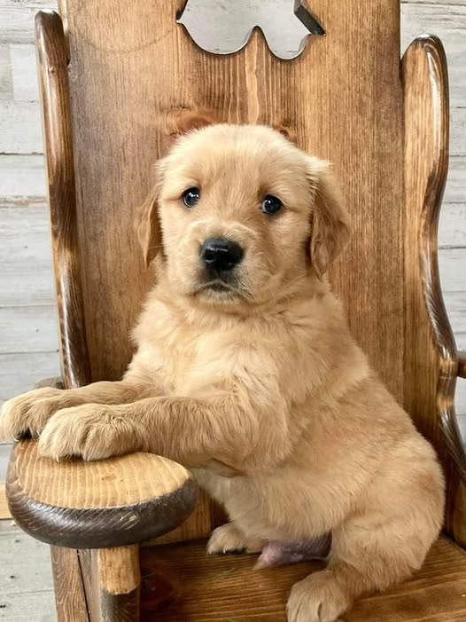 Areana Levann tweet media