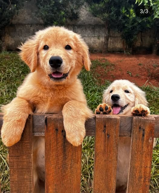 Areana Levann tweet media