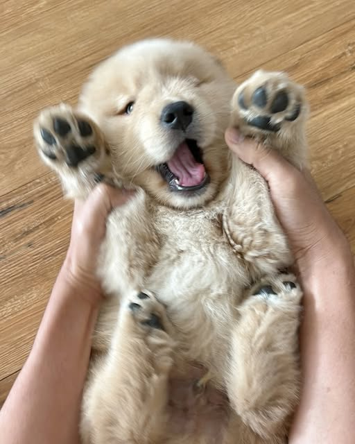 Areana Levann tweet media