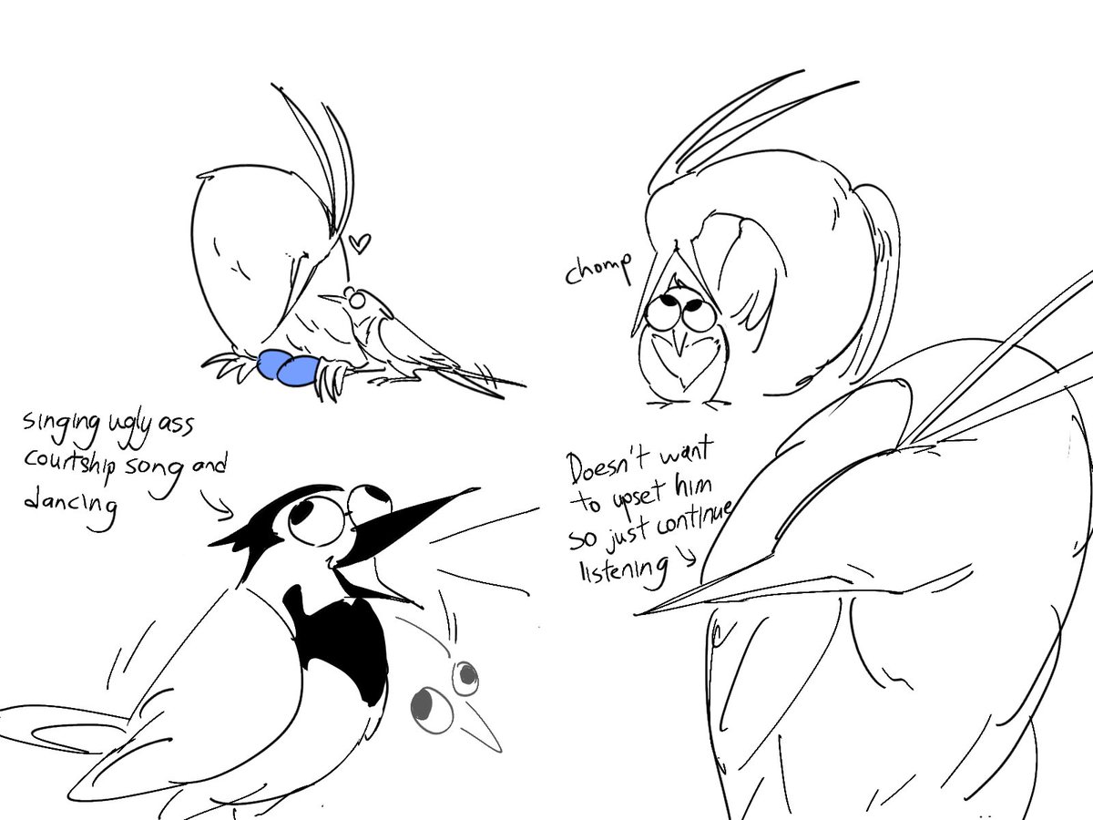 ✨nordstern tweet media