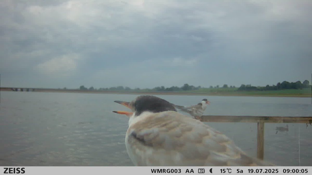 RingersWm's tweet image. Fantastic to receive this image from our @ZEISSBirding trail cam this morning!
Great to see young Common Terns fledging from the rafts at @SthStaffsWater Blithfield Reservoir. Really positive news for the site! 🐦📸
