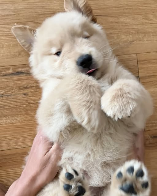 Areana Levann tweet media