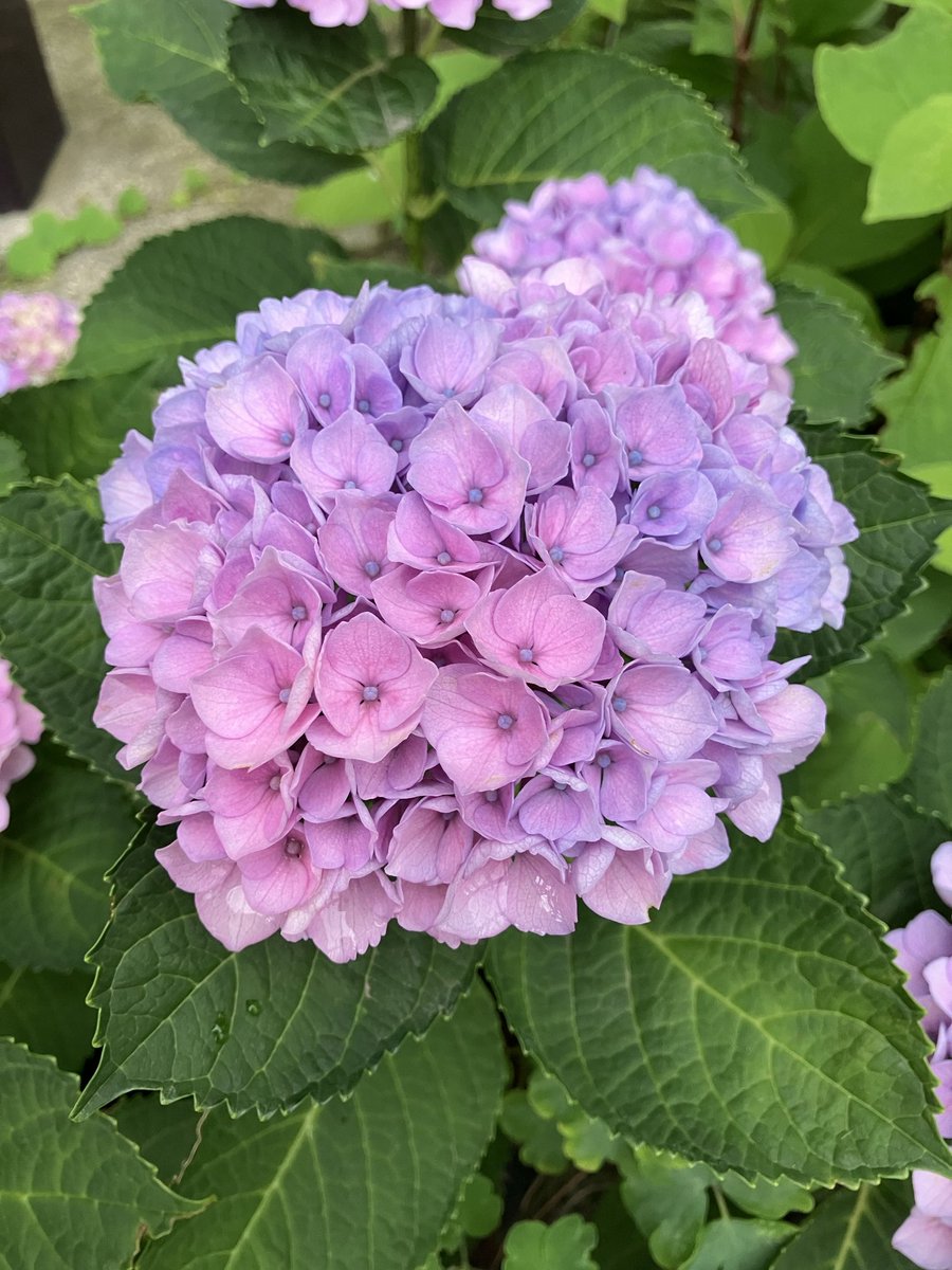 七変化とも
言われるんだね

一つの花で
色味が違っていたり
額を飛び出して
花畑みたくなっていたり

豊かで
様々な表情✨✨

本日、職場の終礼時
社会のあり方に
まるで疑問を持っていない
、、、と思われる🤔
管理者が

必ず選挙に行きましょう🏃‍♂️‍➡️💨
ですって😳