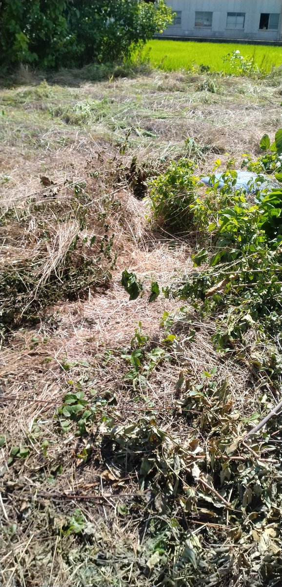 草刈り依頼されました。丁寧にやったつもりなんですが…😕