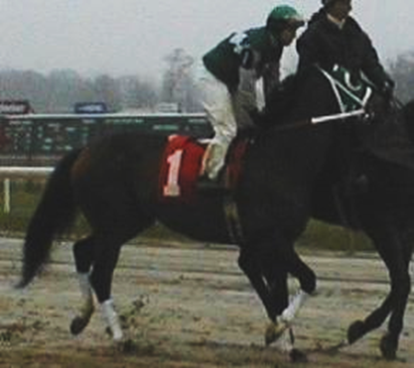 blindadosalas1's tweet photo. #Hipismo El 19/07/1998 RADIANCE 🇻🇪 debutó en #Calder (5ª) pero con el tiempo llegó a ser el purasangre nacional con más victorias en #USA (20) de las cuales (18) fueron en #ClaimingRaces Su campaña en #LaRinconada (10-5) y en #Aqueduct #Calder #BelmontPark y #Saratoga (67-20) https://t.co/O1Go2YE25r