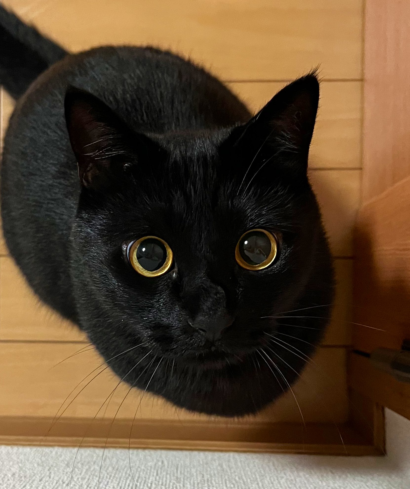 黒猫　世界の歴史 魅惑の黒猫 知られざる歴史とエピソード | ナタリー・セメニーク