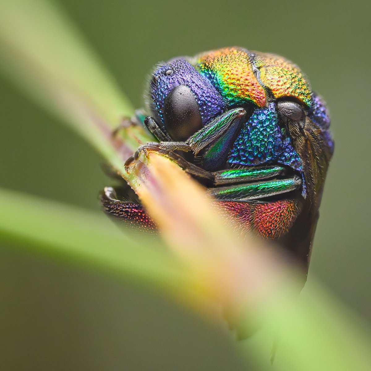 TimothyJonas's tweet image. A sleeping Ruby Tailed Wasp taken on the recent trip to Burgos, Spain.