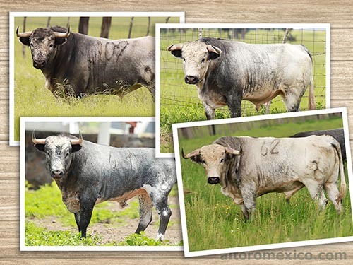 Reseñan corrida de De Haro para Caxuxi shorturl.at/0ZoFM