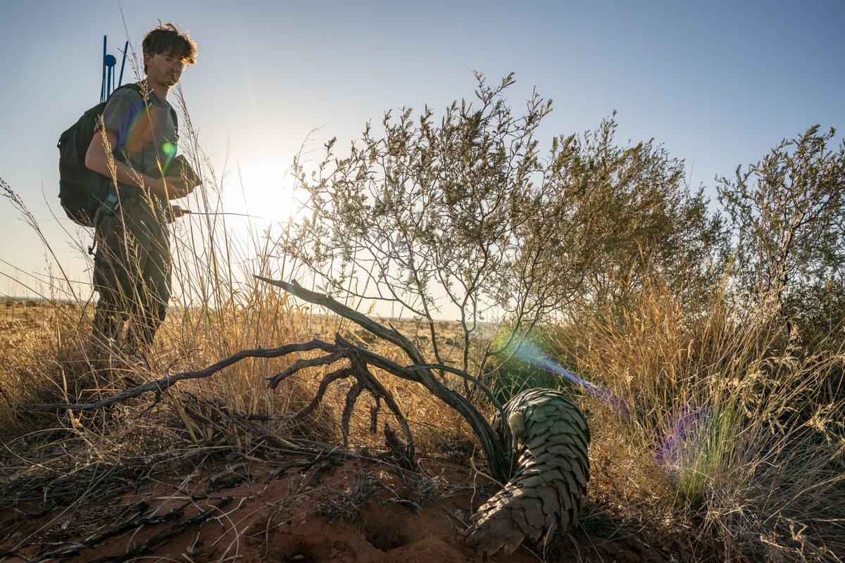 AndreaFuller06's tweet image. A nice feature on Masters student Ben Melamdowitz, who is studying Temminck’s pangolin distribution and habitat use in the Kalahari. ogresearchconservation.org/rescue-rehabil…