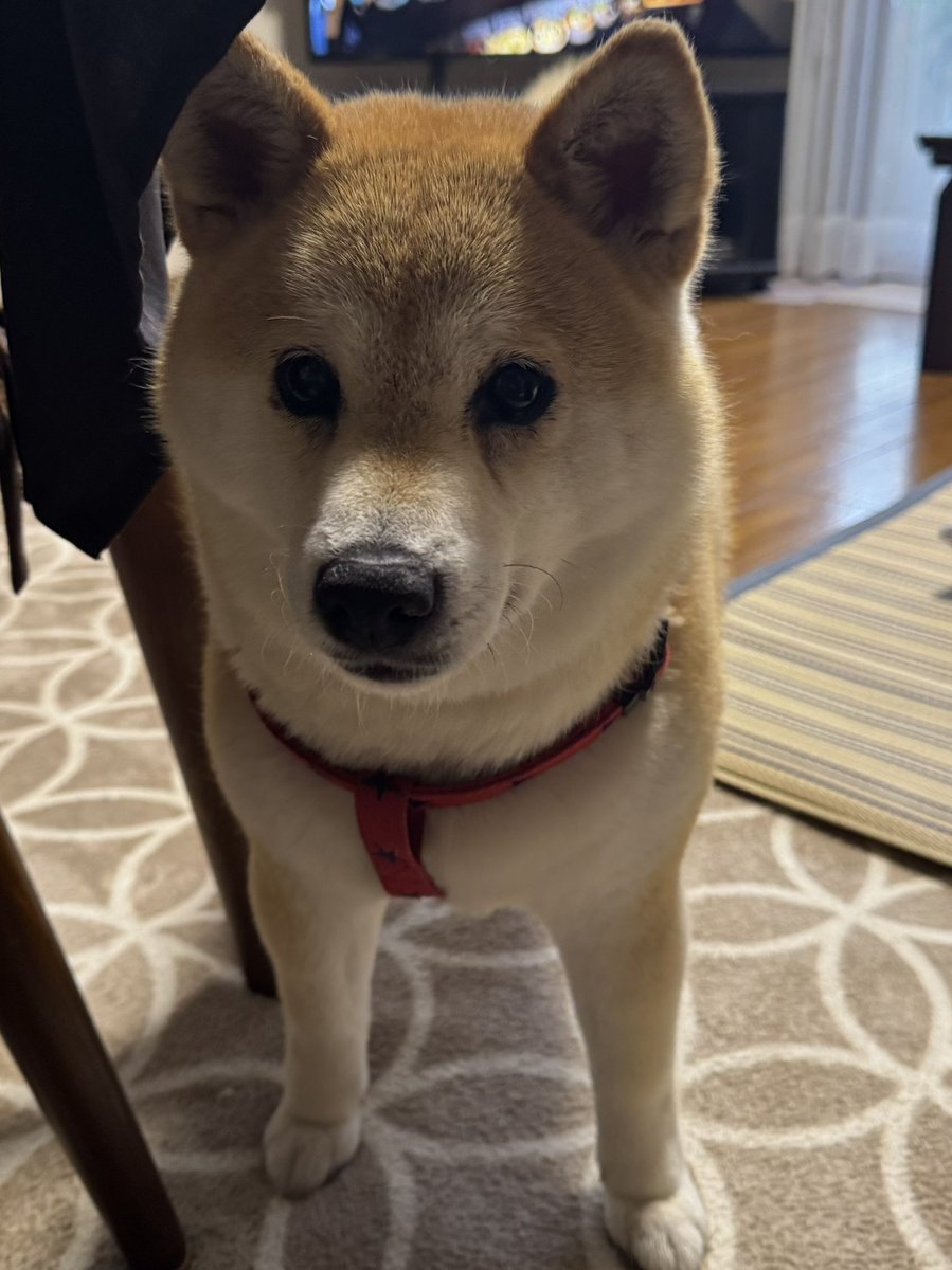 うちのソワソワしてるデルタ🐶