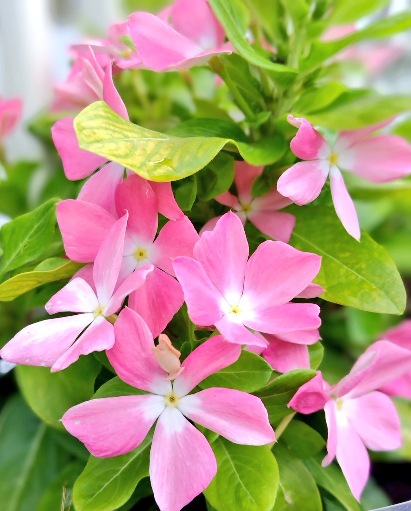 bua10732378's tweet image. 今日はお花買いに行かずに、今いる
子のお手入れをしました。
暑かったり、涼しかったりで、イマ
イチ調子の良くない子もいたので。
そして、落ち葉が集結していたので
レレレのおばさんしてたら夕方。
一日早いね。皆さん良い夕べを。