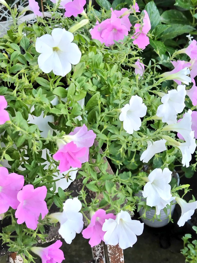 bua10732378's tweet image. 今日はお花買いに行かずに、今いる
子のお手入れをしました。
暑かったり、涼しかったりで、イマ
イチ調子の良くない子もいたので。
そして、落ち葉が集結していたので
レレレのおばさんしてたら夕方。
一日早いね。皆さん良い夕べを。