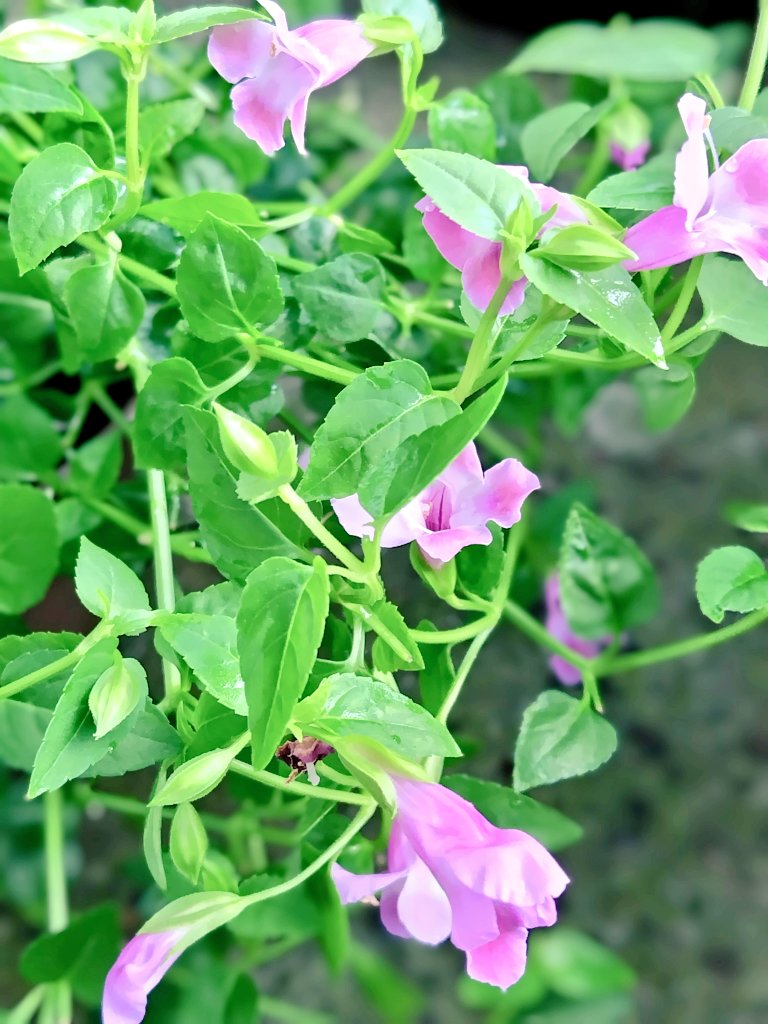 bua10732378's tweet image. 今日はお花買いに行かずに、今いる
子のお手入れをしました。
暑かったり、涼しかったりで、イマ
イチ調子の良くない子もいたので。
そして、落ち葉が集結していたので
レレレのおばさんしてたら夕方。
一日早いね。皆さん良い夕べを。