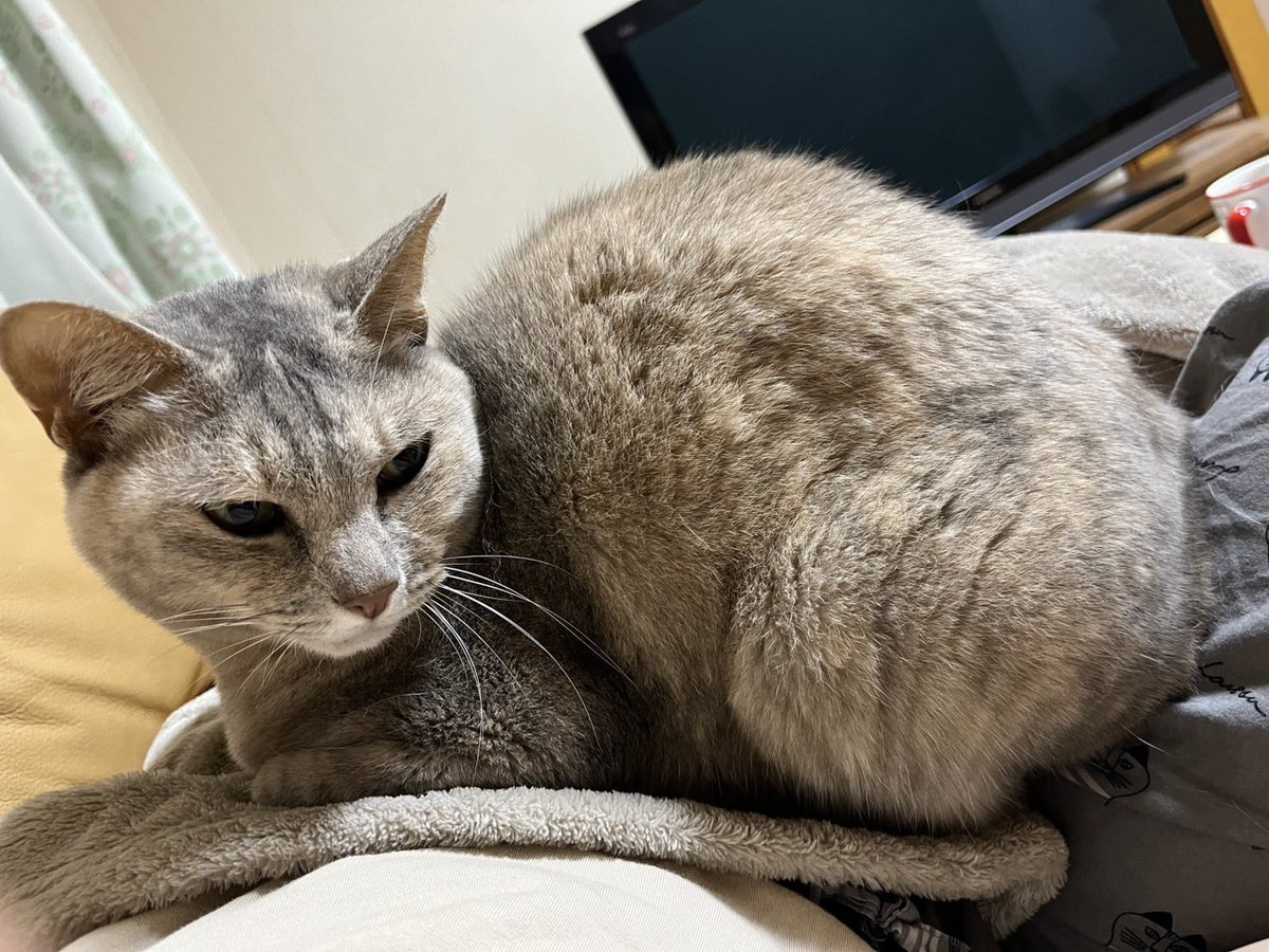 おかんの腹の上のさばみ