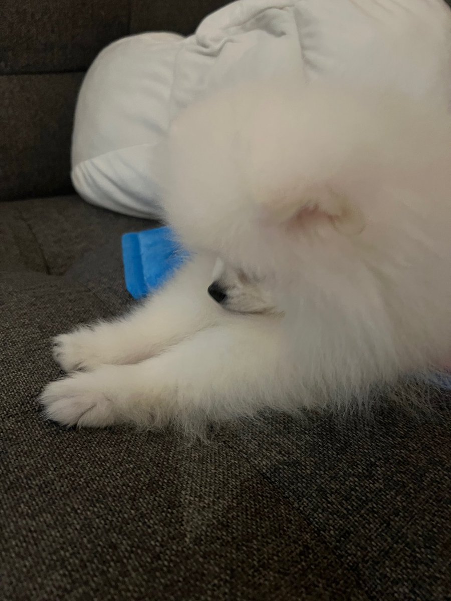 _hourlyjihoon's tweet image. 📸🐶🐾