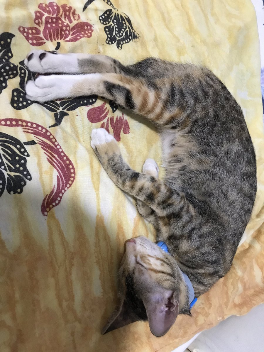 medan hari ini panas luar biasa. alhasil semua dedek-dedek masuk ke kamar untuk ngadem di ac🥴