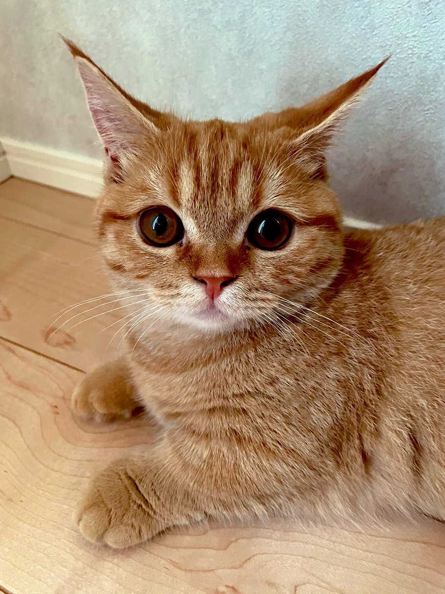 mana_955's tweet photo. オテテちょこんしかない
#今日のみたらしだんご
#猫好きさんと繋がりたい https://t.co/LpLFPqLyEx