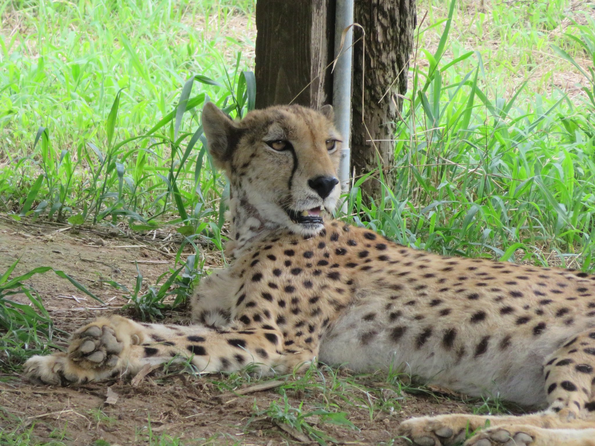 森の中の動物園 森の中の動物園【茶臼山動物園】｜*and trip. たびびと